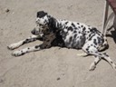Lazy dog, Paracas