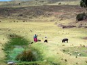 Herding sheep, pigs and cattle
