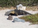 Land iguana