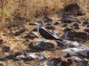 Blue-footed Booby