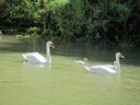 Swans in Rhine River