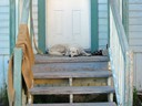 Dawson City