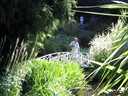 Royal Tasmanian Botanical Gardens (Howard)
