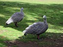 Cape Barren