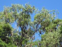 Flying Fox Bats
