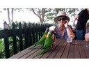 Rainbow Lorikeet (Robyn)