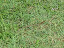 Eastern Brown snake