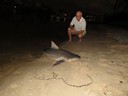Bull Shark, Benson home (Denis)