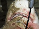 Bull Shark, Benson home
