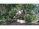 South Stradbroke Island
