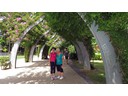 Bougainvillea Arbour (Frances, Pat)