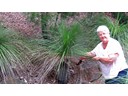 Grass tree-Black Boy (Pat)