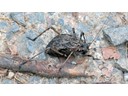 Femaile Mountain Katydid
