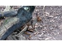Wallaby