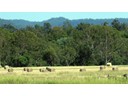 Near Gatton