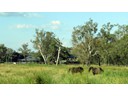 Near Gatton