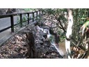 Mapleton Falls