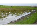 Arctic Terns, Hofn