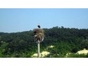 Stork