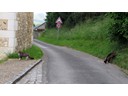 HIke to Chateau Gailard