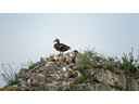 Ducks on wall, Chateau Gailard