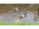 Mallards