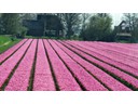 Tulip Fields