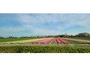 Tulip Fields
