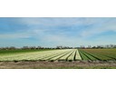 Tulip Fields