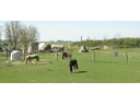 Friesian Horse